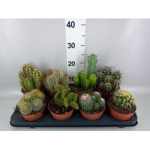 Cactus   ...mix