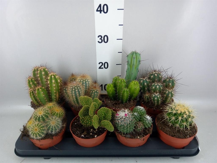 <h4>Cactus   ...mix</h4>