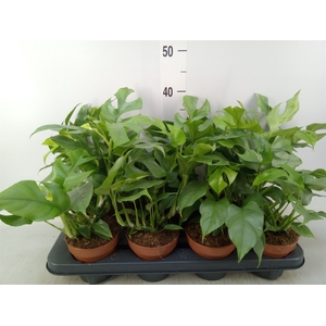 Rhaphidophora tetrasperma