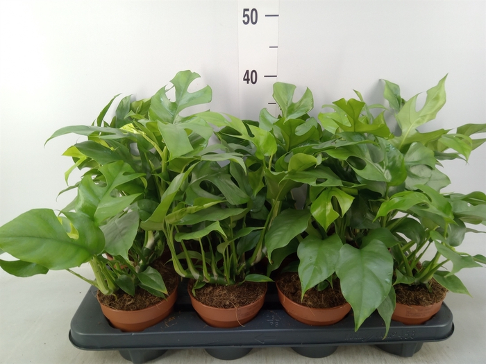 <h4>Rhaphidophora tetrasperma</h4>