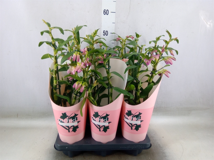 <h4>Dendrobium nob. 'Fairlight'</h4>