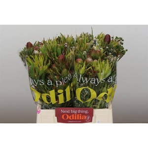 Cape green cone mix
