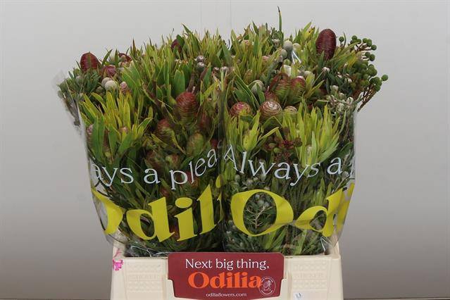 <h4>Cape green cone mix</h4>