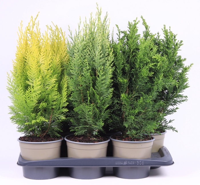 Chamaecyparis gemengde bak