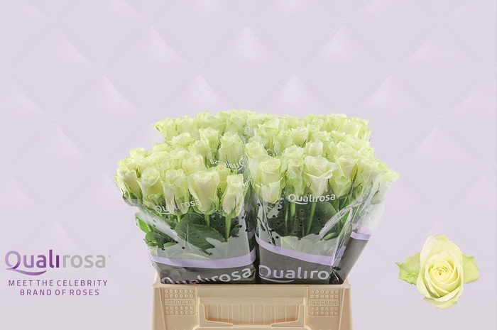 <h4>R Gr Athena</h4>