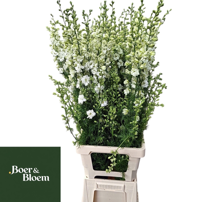 <h4>CONS R Q WHITE</h4>