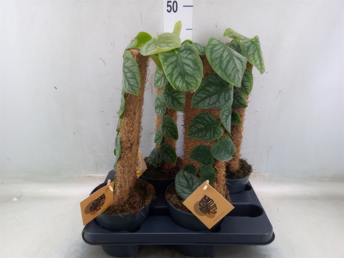 <h4>Monstera dubia    ...juveniel</h4>
