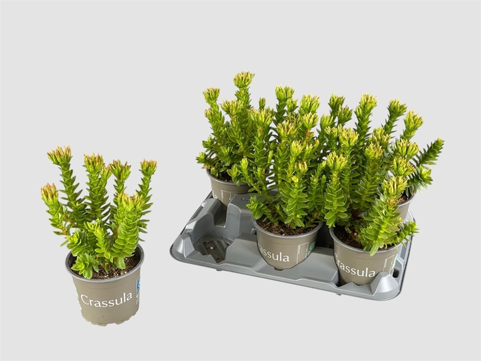 <h4>CRASS COCCINEA</h4>