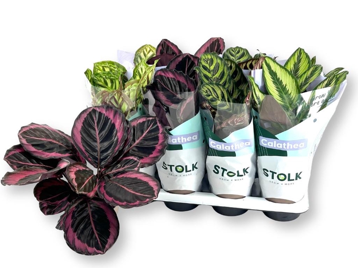 <h4>CALAT GEM 4 SRT</h4>