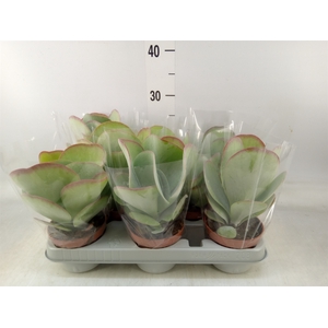 Kalanchoe NF thyrsiflora 'Red Lips'
