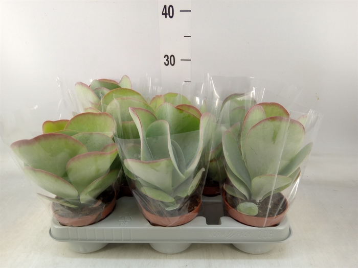 <h4>Kalanchoe NF thyrsiflora 'Red Lips'</h4>