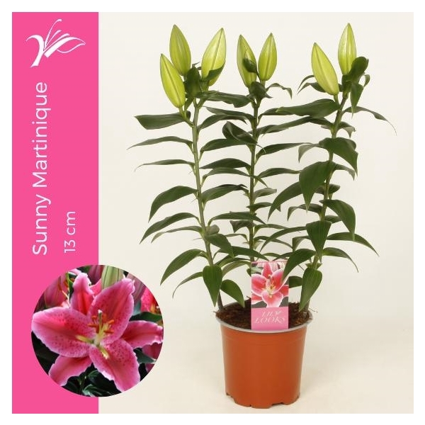 <h4>Lilium Sunny Martinique 13 cm (or. lelie)</h4>