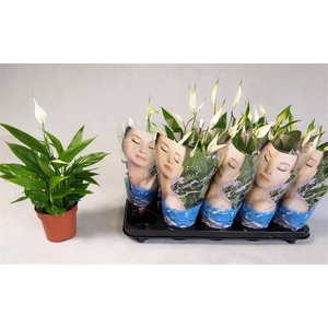 Spathiphyllum Korto 12Ø 30cm 5fl