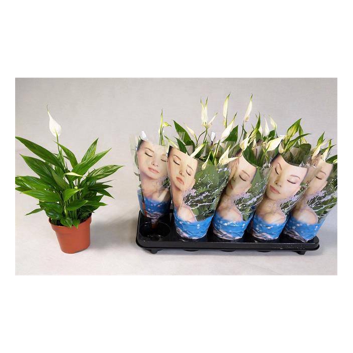 <h4>Spathiphyllum Korto 12Ø 30cm 5fl</h4>