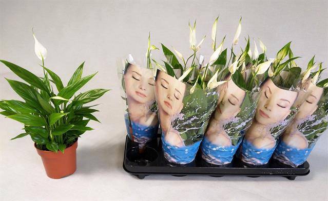 Spathiphyllum Korto 12Ø 30cm 5fl