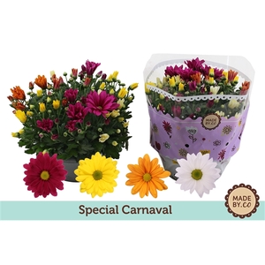 Chrysant Carnaval