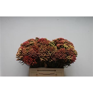 Kaaps Brunia Red Medium