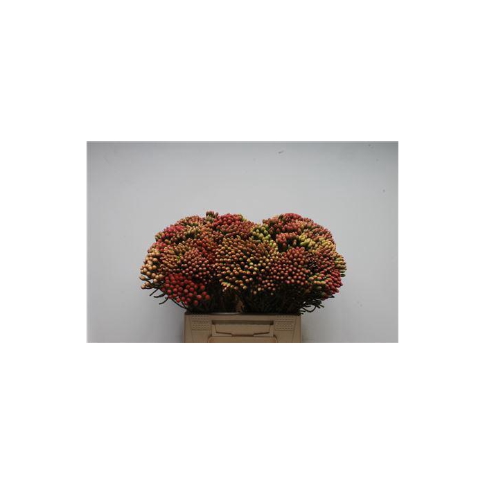 <h4>Kaaps Brunia Red Medium</h4>