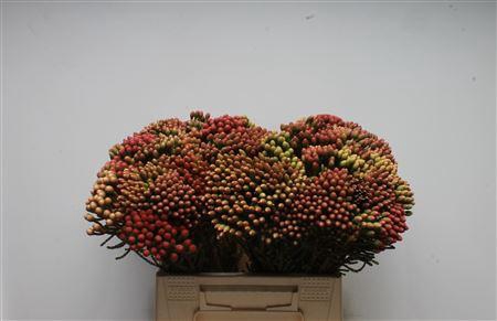Kaaps Brunia Red Medium