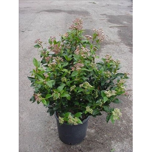Viburnum overig