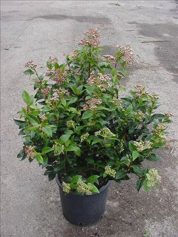 <h4>Viburnum overig</h4>