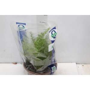 ASPARGO ALFINETE C21