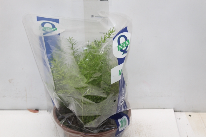 <h4>ASPARGO ALFINETE C21</h4>