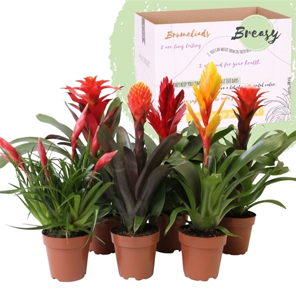 <h4>Bromelia Royal Classic - 12cm | Mimesis</h4>