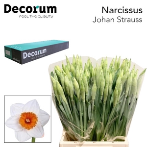 Narcissus Johan Strauss 566