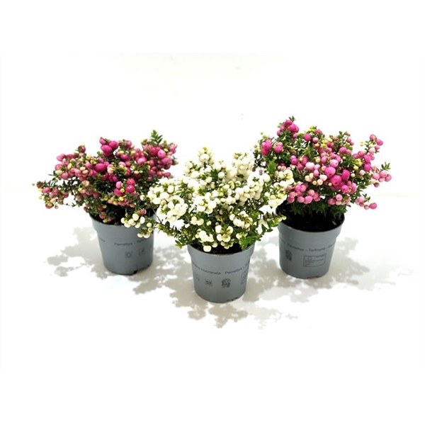 <h4>Gaultheria mucronata Gemengd laag</h4>