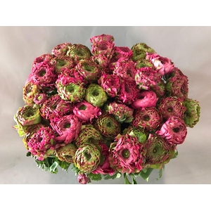 Ranunculus Pon Pon Fanny Extra