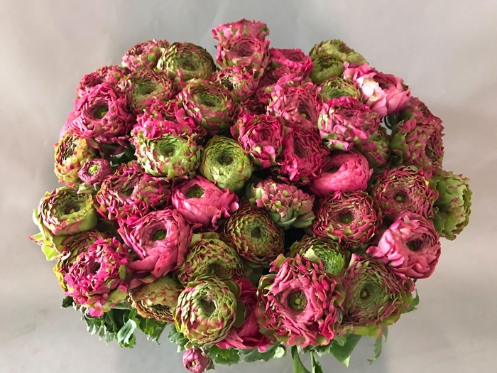 <h4>Ranunculus Pon Pon Fanny</h4>