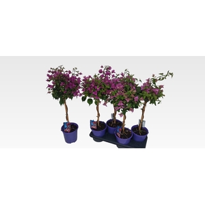 BOUGAINV ALEXANDRA