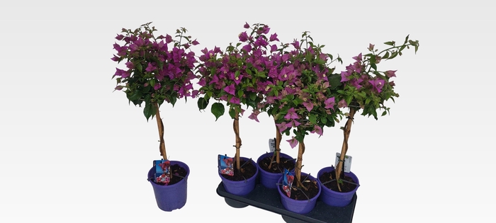 BOUGAINV ALEXANDRA