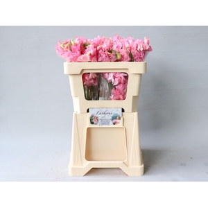 LATHYR WI SUNSH PINK