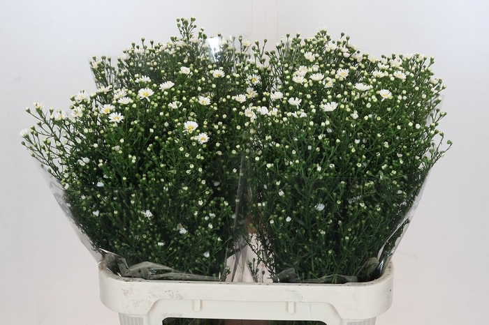 <h4>Aster Paquita</h4>