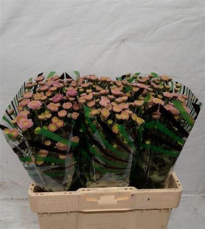 <h4>Chr S Ellison Sweet</h4>