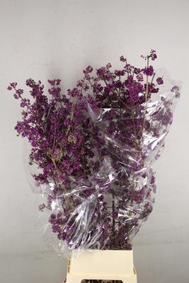 <h4>Callicarpa Giraldii</h4>