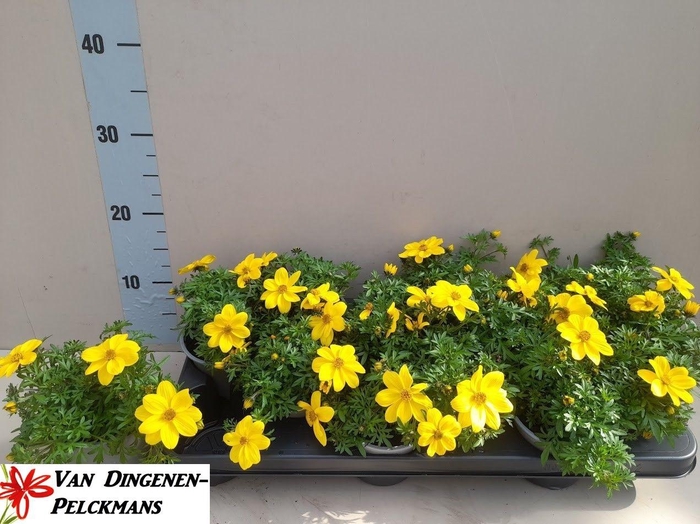 <h4>BID ELDORO GRANDE</h4>