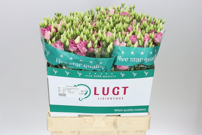 <h4>Eust Du Rosita Pink</h4>