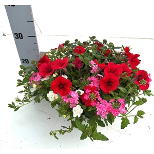 PERKPL GEM IN POT