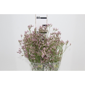 LIMONIUM 070 CM ROSA