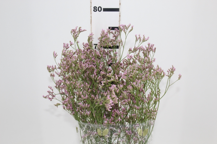 <h4>LIMONIUM 070 CM ROSA</h4>