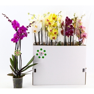 PHAL GEM 7 KL