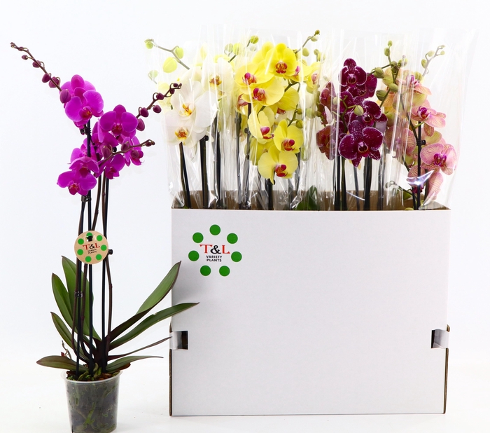 <h4>PHAL GEM 7 KL</h4>