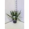 Yucca filamentosa C5