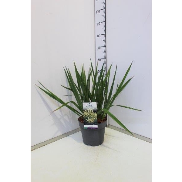 Yucca filamentosa C5