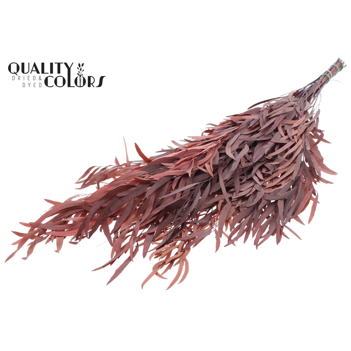 <h4>Eucalyptus Nicoly per bunch Preserved Red</h4>