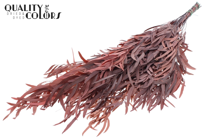 Eucalyptus Nicoly per bunch Preserved Red