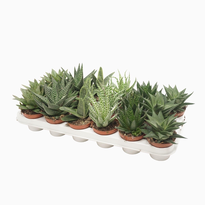 <h4>Aloe - Haworthia Gemengd</h4>